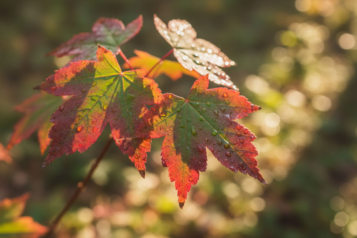 Feuerahorn Herbstfärbung rot-orange Karlsruhe - Detail
