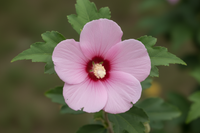 Garteneibisch Woodbridge rosa Blüte originalgetreu Baumschule Kurrle - Detail