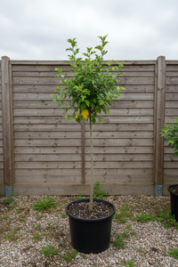 Garteneibisch Woodbridge Stämmchen realistisch Malsch Karlsruhe - Gesamtansicht