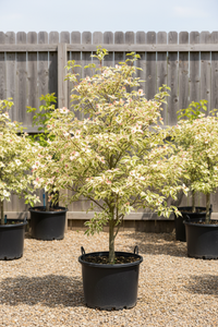 Hartriegel Rainbow - Gesamtansicht