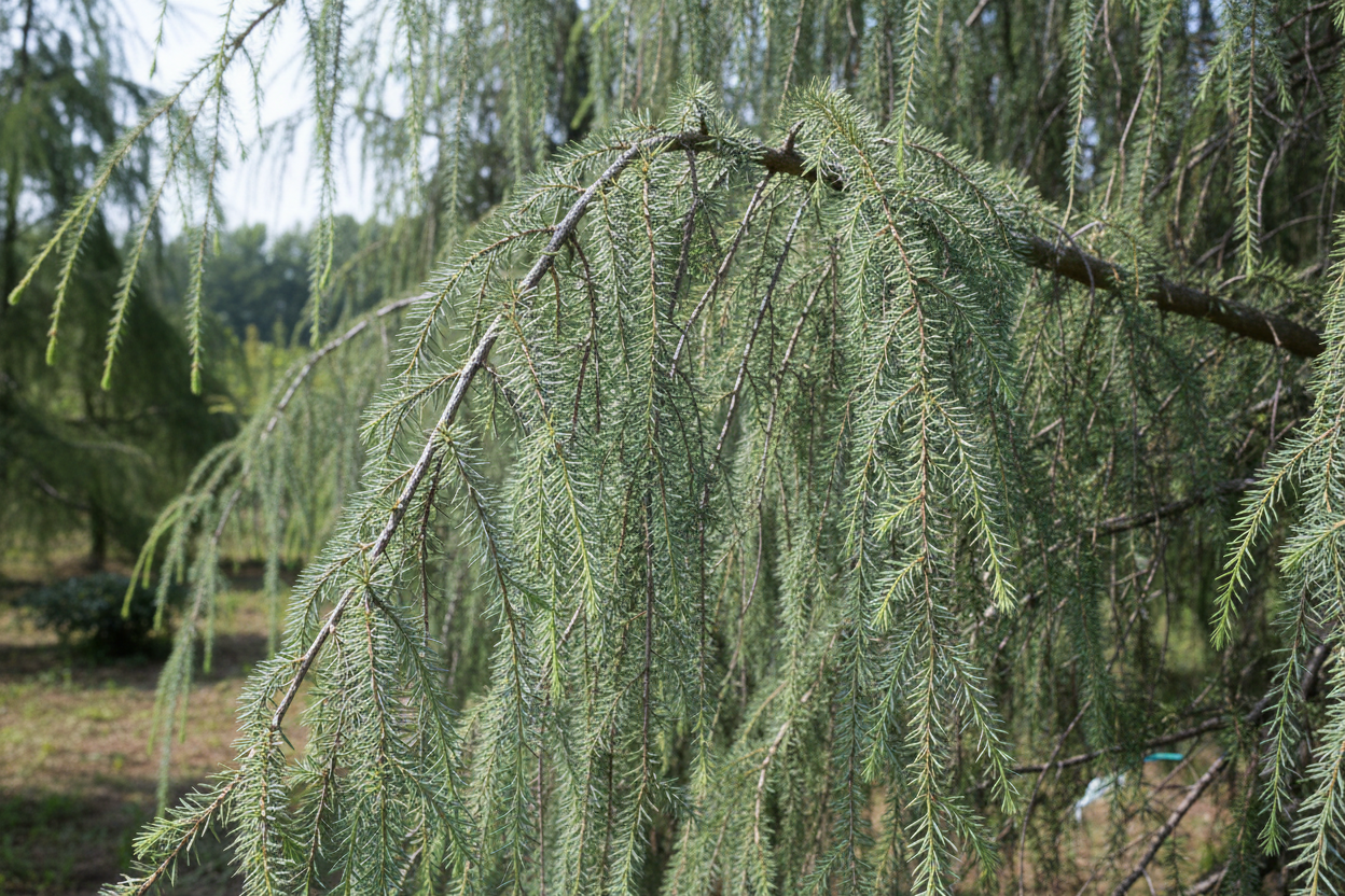 Himalaya-Zeder Pendula hängend blaugrün Nadeln immergrün Konifere Malsch Rastatt Baumschule Kurrle