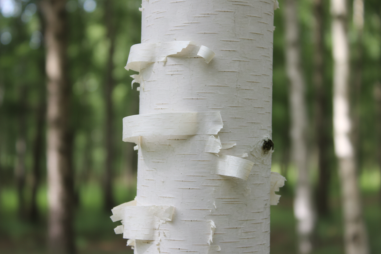 Himalayabirke Doorenbos weiße Rinde mehrstämmig Zierbaum Malsch Durmersheim Baumschule