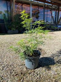 Orangenblume 'White Dazzler' / Choisya ternata 'White Dazzler'