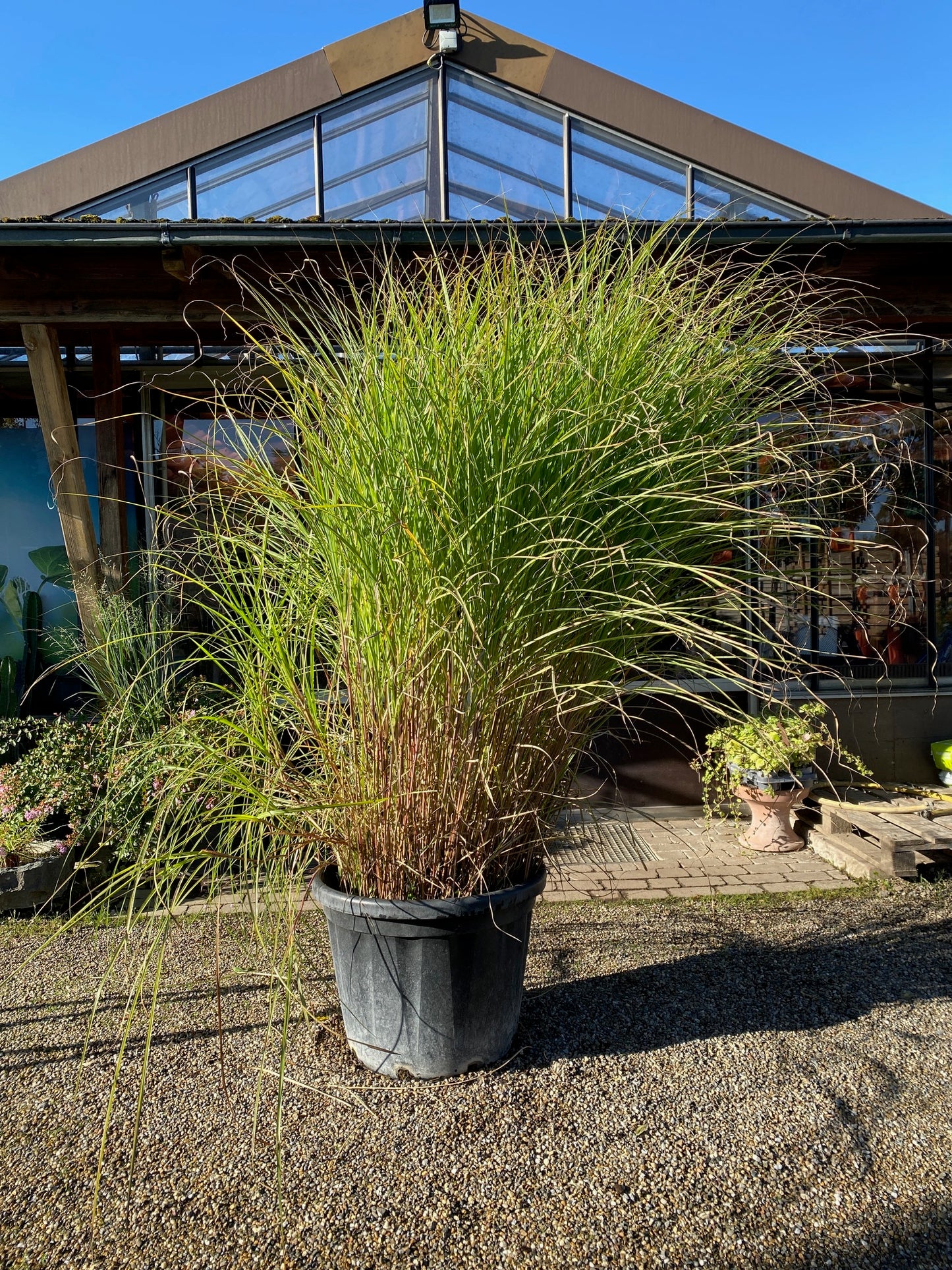 Garten-Chinaschilf 'Gracillimus' / Miscanthus sinensis 'Gracillimus'