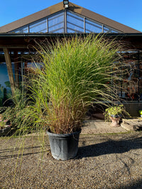 Garten-Chinaschilf 'Gracillimus' / Miscanthus sinensis 'Gracillimus'