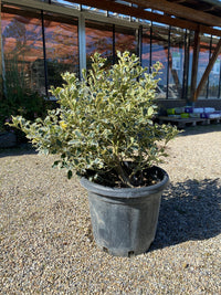 Weißbunte Stechpalme 'Argentea Marginata' / Ilex aquifolium 'Argentea Marginata'
