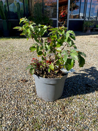 Gewöhnliche Mahonie / Mahonia aquifolium