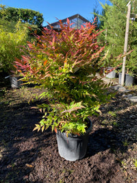 Heiliger Bambus 'Gulf Stream' / Nandina domestica 'Gulf Stream'