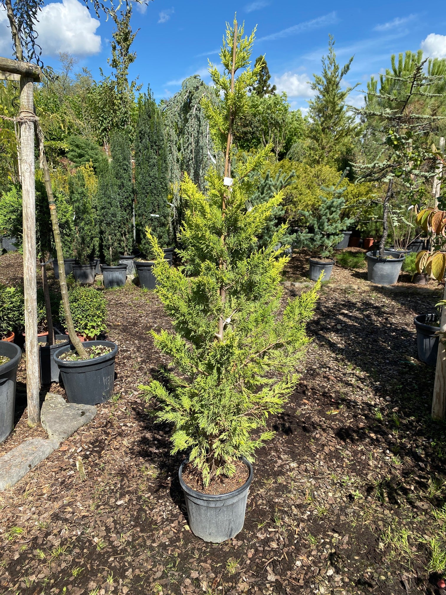Leyland-Zypresse 'Gold Rider' / Cupressocyparis leylandii 'Gold Rider'