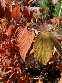 Gefüllter Schneeball 'Watanabe' / Viburnum plicatum 'Watanabe'