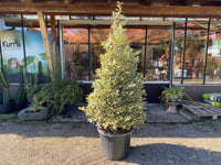 Weißbunte Stechpalme 'Argentea Marginata' / Ilex aquifolium 'Argentea Marginata'
