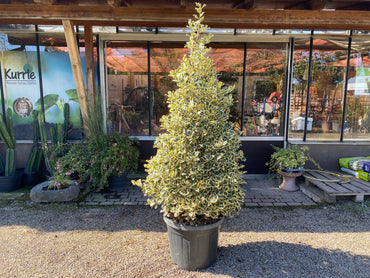 Weißbunte Stechpalme 'Argentea Marginata' / Ilex aquifolium 'Argentea Marginata'