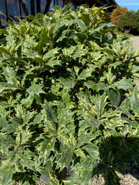 Stachelblättrige Duftblüte 'Tricolor' / Osmanthus heterophyllus 'Tricolor'