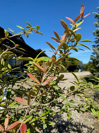 Großblättrige Berberitze / Berberis julianae