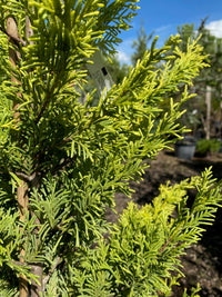 Leyland-Zypresse 'Gold Rider' / Cupressocyparis leylandii 'Gold Rider'