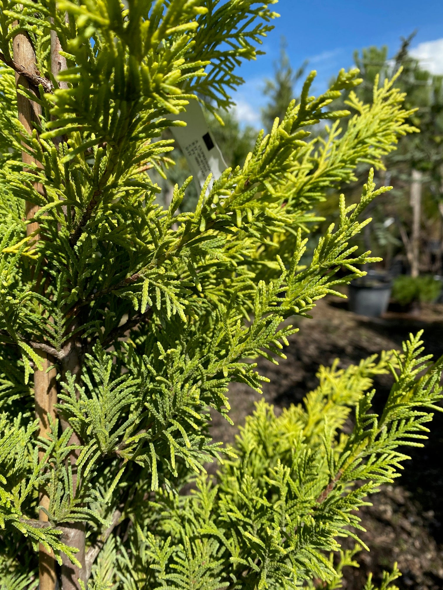 Leyland-Zypresse 'Gold Rider' / Cupressocyparis leylandii 'Gold Rider'