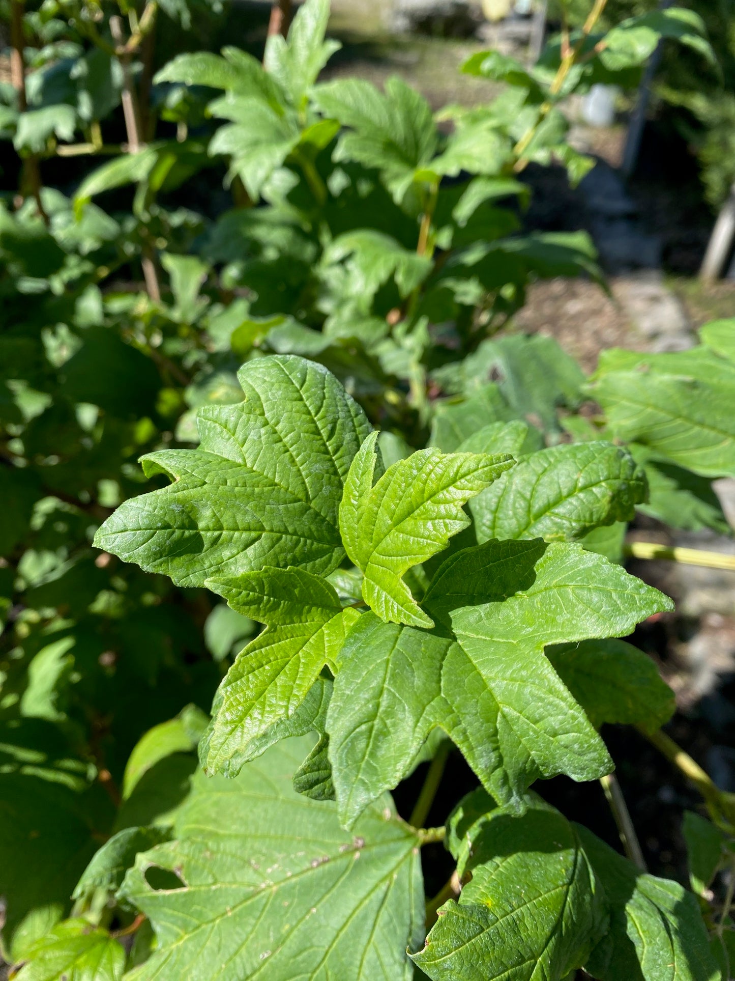 Gewöhnlicher Schneeball 'Roseum' / Viburnum opulus 'Roseum'