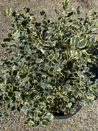 Weißbunte Stechpalme 'Argentea Marginata' / Ilex aquifolium 'Argentea Marginata'