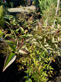 Heiliger Bambus / Nandina domestica