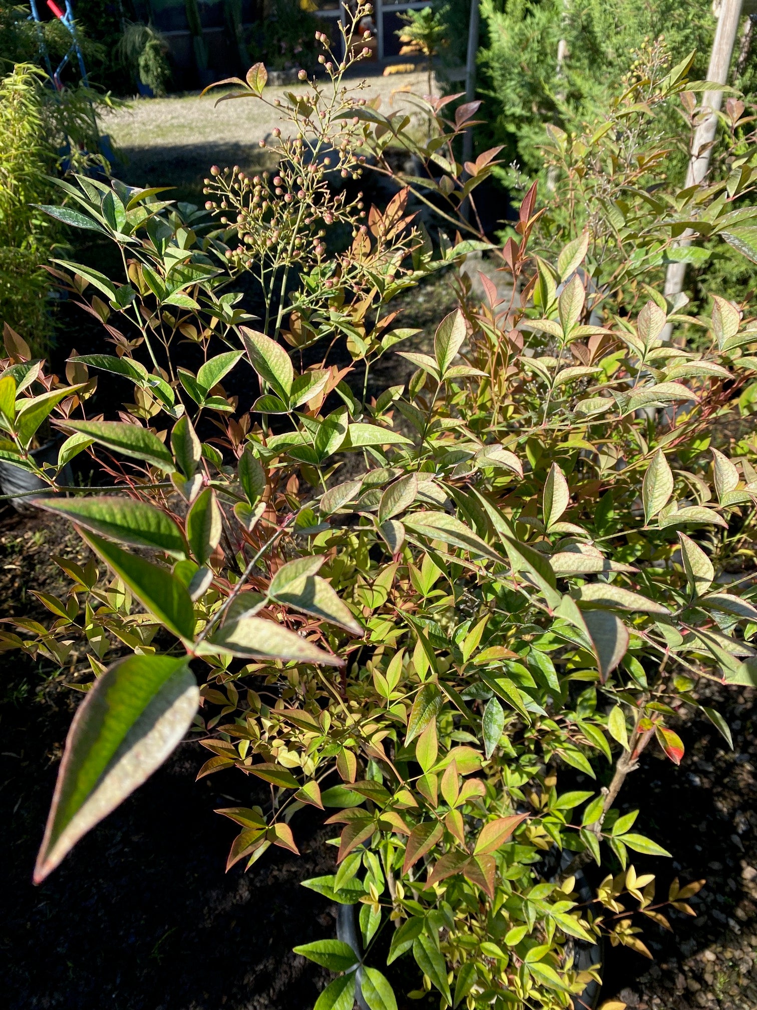 Heiliger Bambus / Nandina domestica