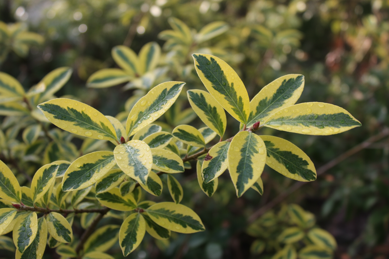 Ölweide Limelight gelbgrün panaschiert immergrün Sichtschutz Malsch Karlsruhe Baumschule Kurrle