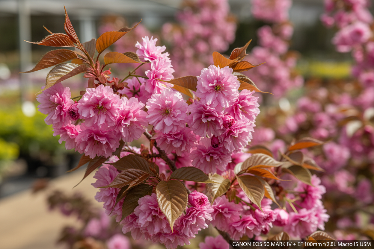Nelkenkirsche Royal Burgundy rosa Blüten bronze Laub Frühjahr Malsch Karlsruhe Baumschule Kurrle