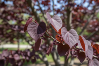 Judasbaum / Cercis Canadensis 'Forest Pansy'