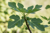 Feige / Ficus carica 'Super sweet lucia'