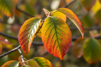 Eisenbaum / Parrotia persica