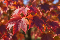 Rot-Ahorn 'October Glory' - Herbstlaub-Detail