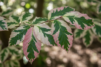 Rotbuche Tricolor rosa-weiß-grün panaschiert Zierbaum Malsch Karlsruhe Baumschule