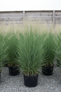 Rutenhirse Northwind blaugrün säulenförmig Malsch Rastatt - Gesamtansicht