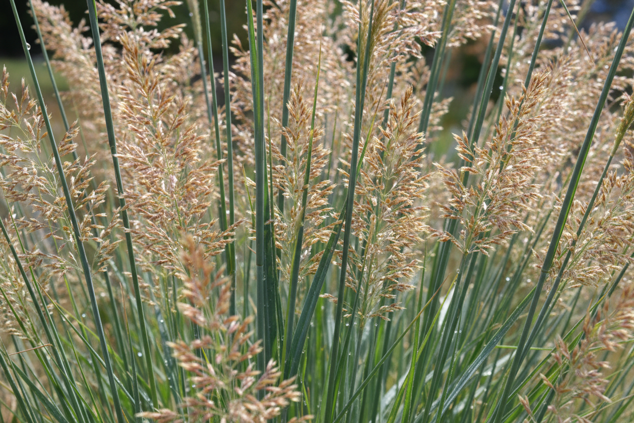 Rutenhirse Northwind blaugrüne Halme Ettlingen - Detail