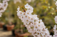 Säulenkirsche Amanogawa rosa Blüten säulenförmig Frühjahr Malsch Rastatt Baumschule