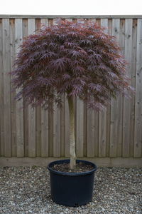 Schlitzahorn Dissectum Garnet - Gesamtansicht