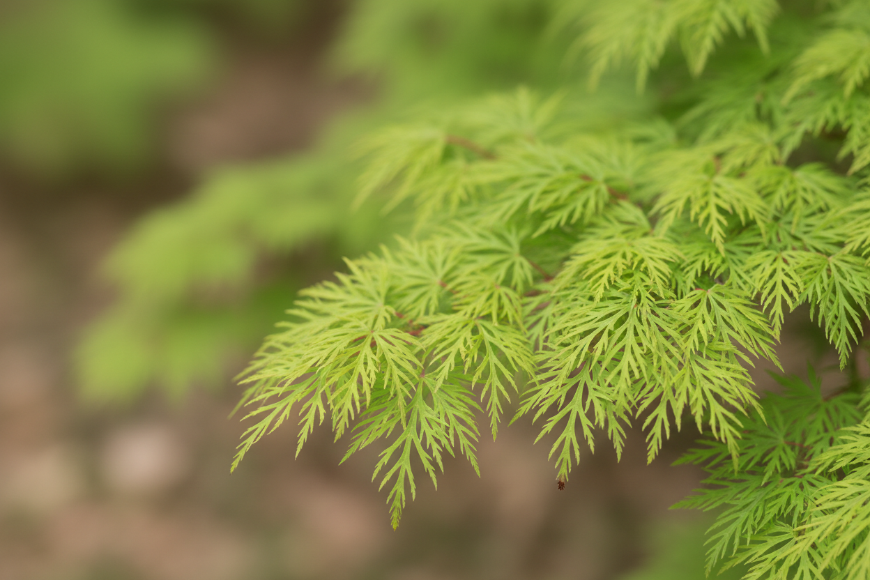 Schlitzahorn Dissectum Viridis grün geschlitzte Blätter Fächerahorn Malsch Karlsruhe Baumschule