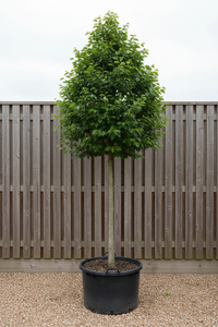 Stadtlinde Greenspire Hochstamm - Gesamtansicht