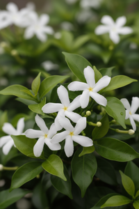 Sternjasmin Trachelospermum Blüten Detail Malsch