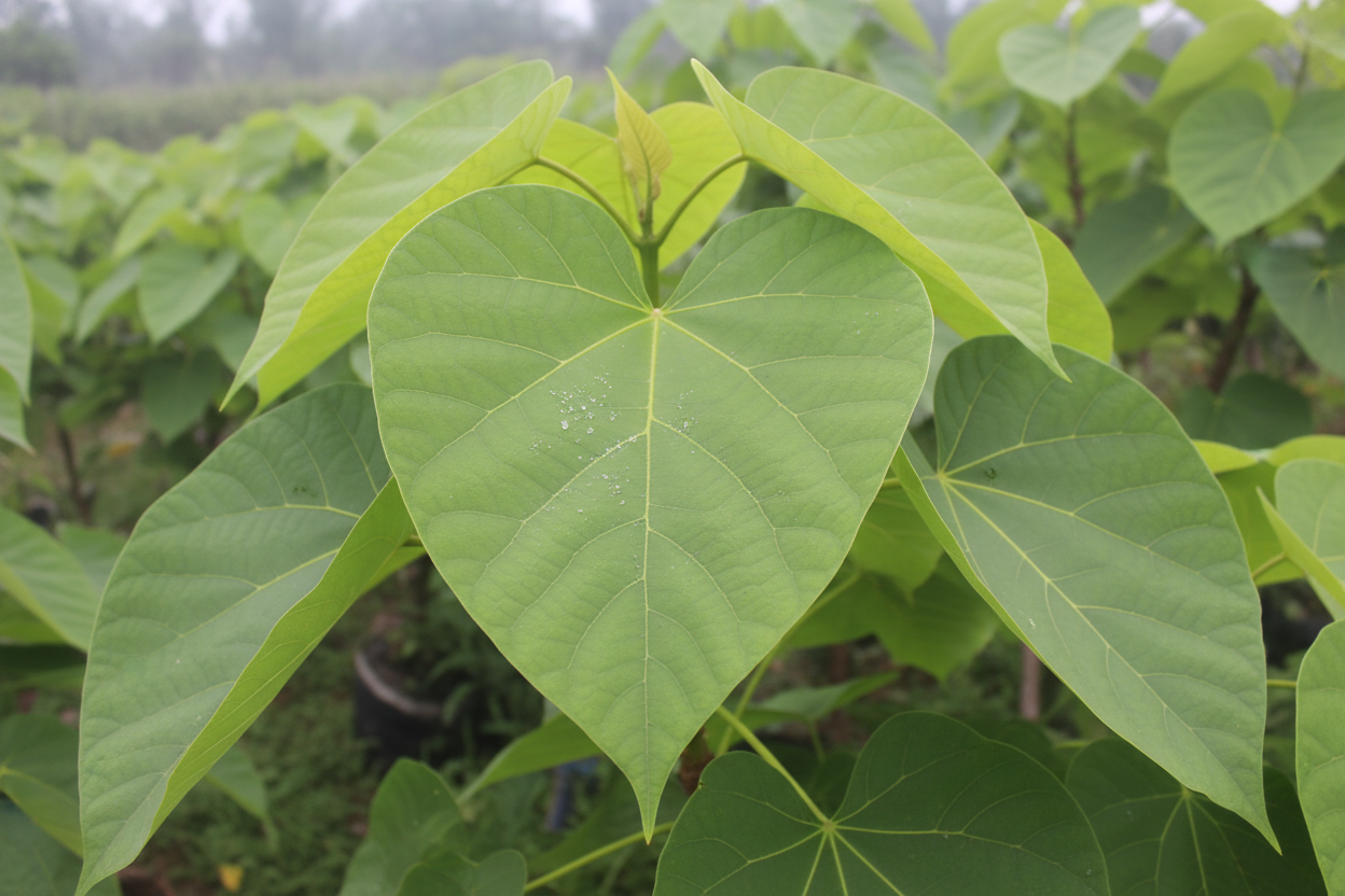 Trompetenbaum Catalpa bungei große Herzblätter Kugelbaum Hochstamm Malsch Karlsruhe Baumschule