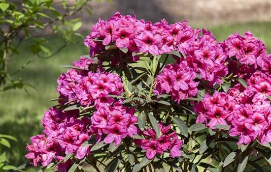 Rhododendron Hybride (kleinblumig)