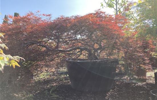 Acer palmatum 'Dissectum Garnet'