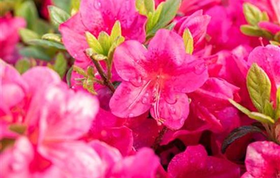 Rhododendron obtusum 'Little Red'