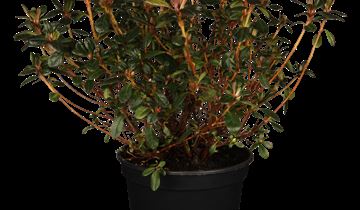 Japanische Azalee 'Canzonetta'