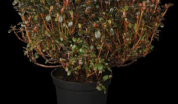 Japanische Azalee 'Canzonetta'
