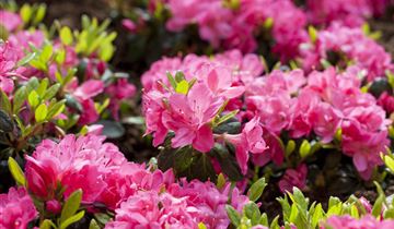 Japanische Azalee 'Canzonetta'