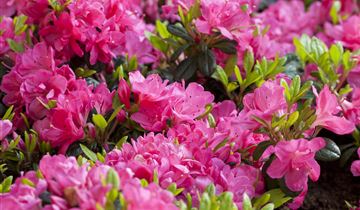 Japanische Azalee 'Canzonetta'