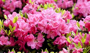 Japanische Azalee 'Canzonetta'