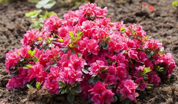Japanische Azalee 'Canzonetta'