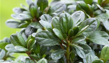 Japanische Azalee 'Canzonetta'