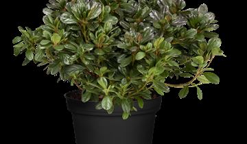 Japanische Azalee 'Canzonetta'